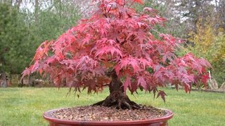 The Sugar Maple Bonsai