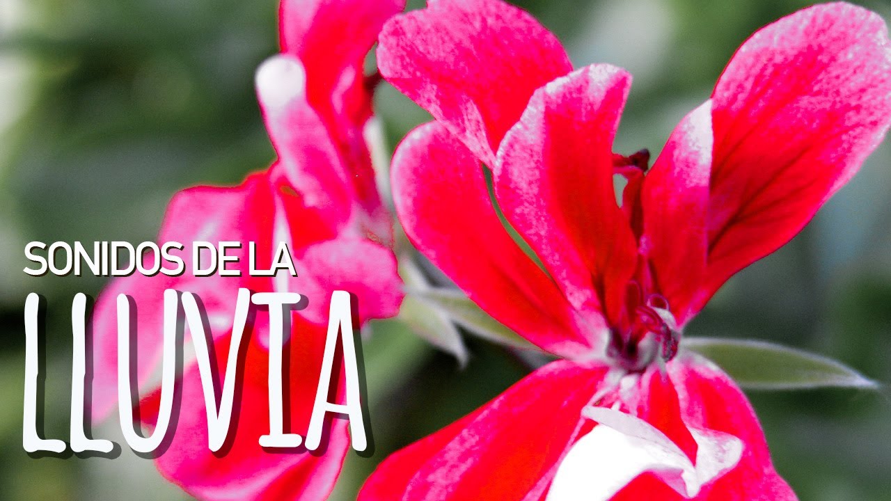 Sonidos de la Naturaleza - La lluvia sobre mi cuerpo | Nature sounds of Latin America