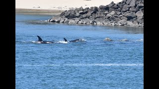 Orcas on the Siuslaw River 2019 by West Coast Gal 6,889 views 5 years ago 1 minute, 55 seconds