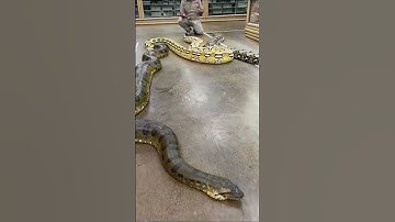 Python Vs. Anaconda