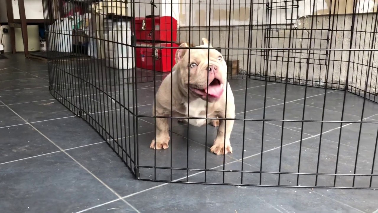 Lilac micro bully bad bitch (2019)
