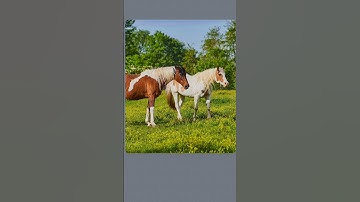 relaxing puzzle solving🧩|| #trending #challenge #jigsaw #cute #puzzle #horse #viral  #shorts