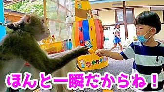 日光さる軍団 Youtube 日光さる軍団 Youtube