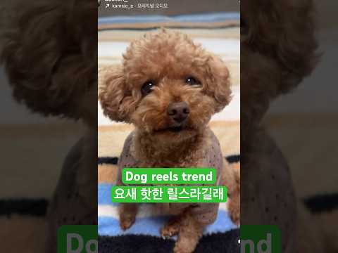 핫한거 못참지🐶 #reels #dog