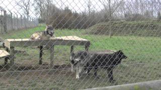 Meet the Wolves