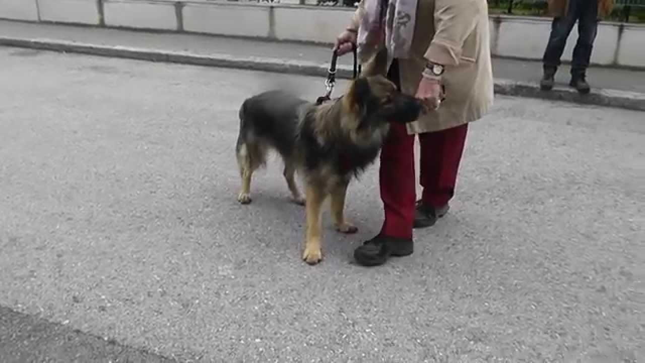 reaktiver hund und scooter belgischer schäfermix lernt alternative