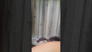 Female Super Cinnamon  Breeder Profile