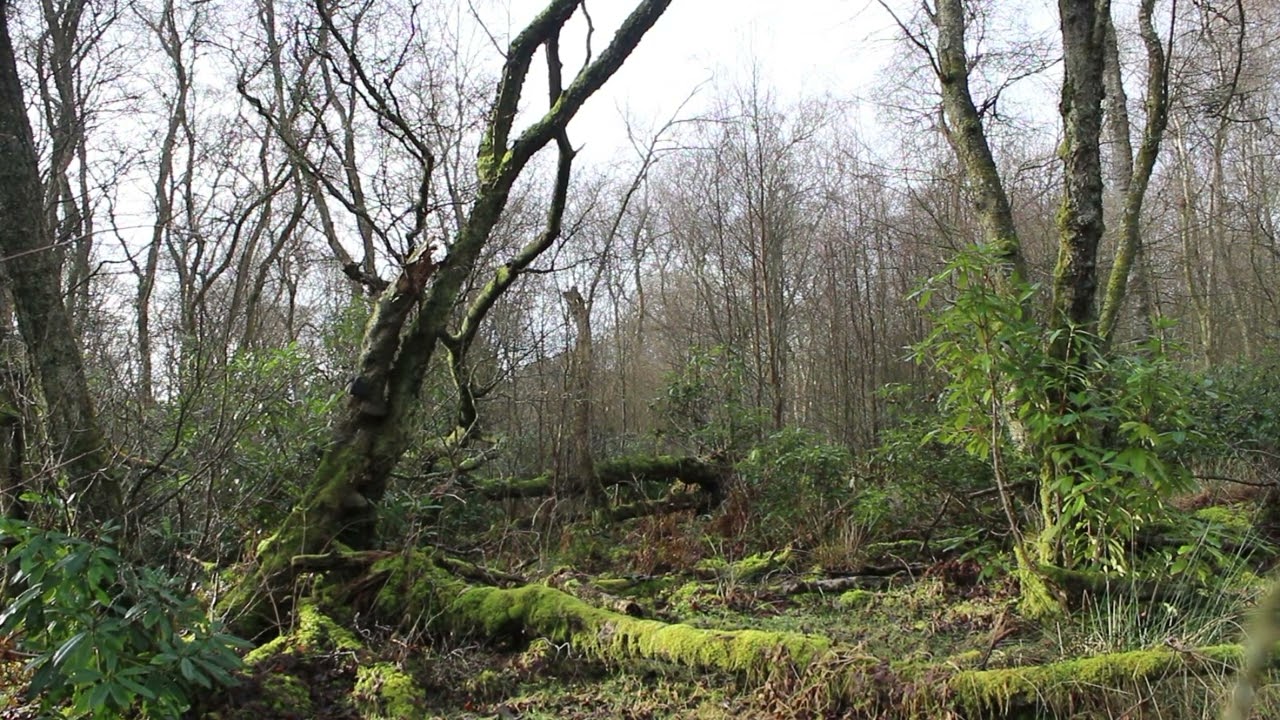 Drumpellier Country Park - Green North, Glasgow