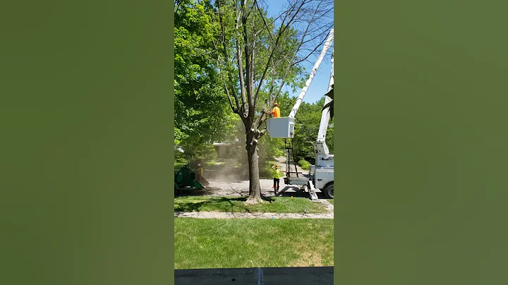 Tree removal #1