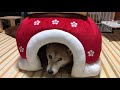 犬用こたつを早速使いこなす柴犬小春
