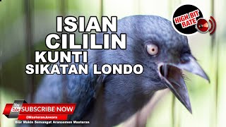 🔴 Suara Srigunting Abu Gacor Isian Cililin Sikatan Londo Kunti❗️