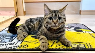 飼い主が帰宅した瞬間恋人みたいにくっついてストーカーになってしまった猫w