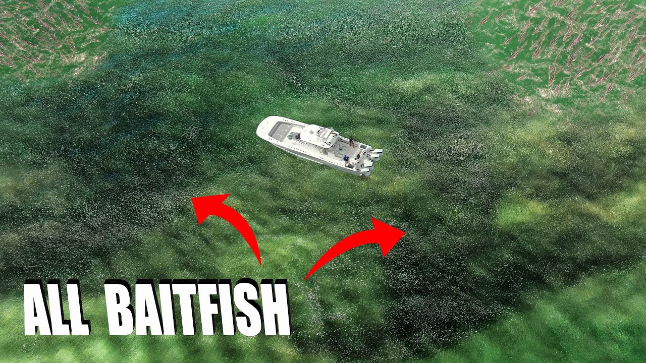 MASSIVE School of Bait Fish SURROUNDS our Boat!