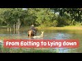 Dangerous horse gets a new Life