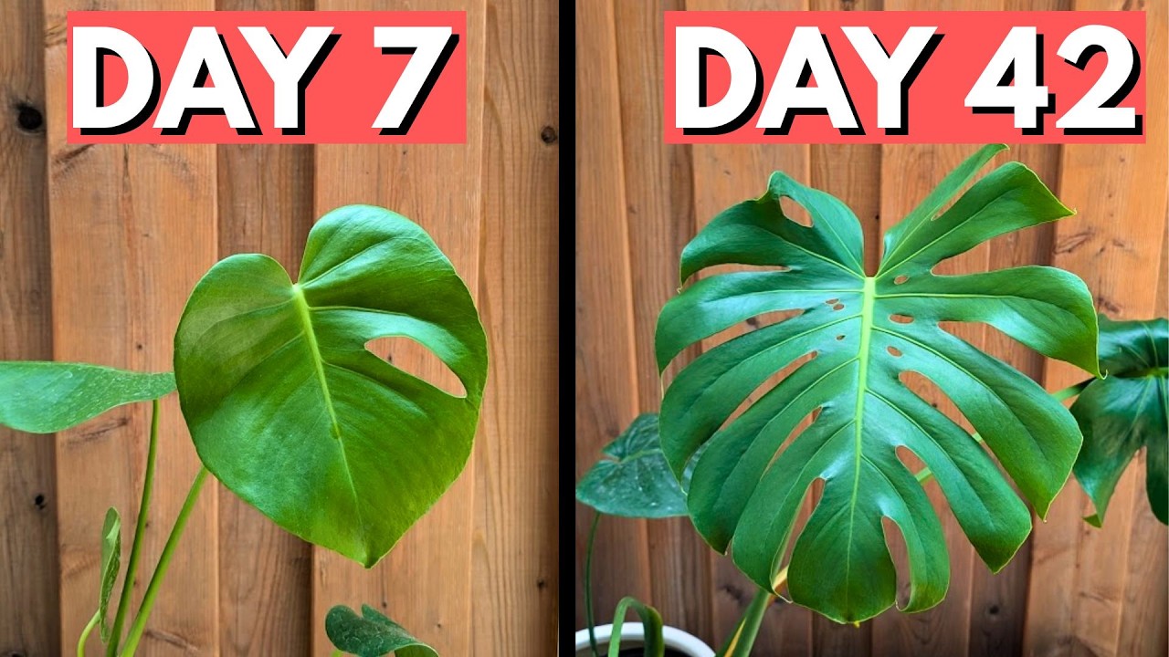 How to get your first Monstera fenestrations
