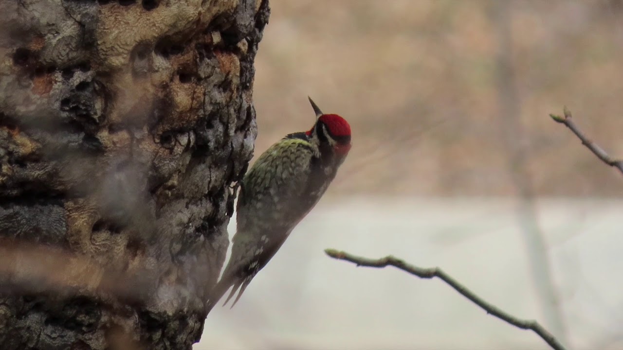 Red-naped Sapsucker 