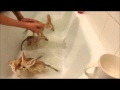 Fennec fox babies take a bubble bath