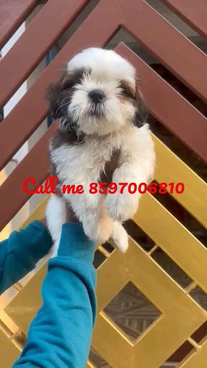 all india home delivery price 6000 #dog #sele #sorts