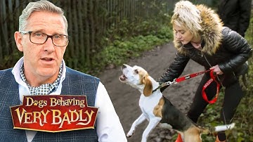 Extremely Reactive Dogs: The Meltdown Moments That Stun Their Owners!