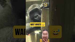 What Happen With This Gorila