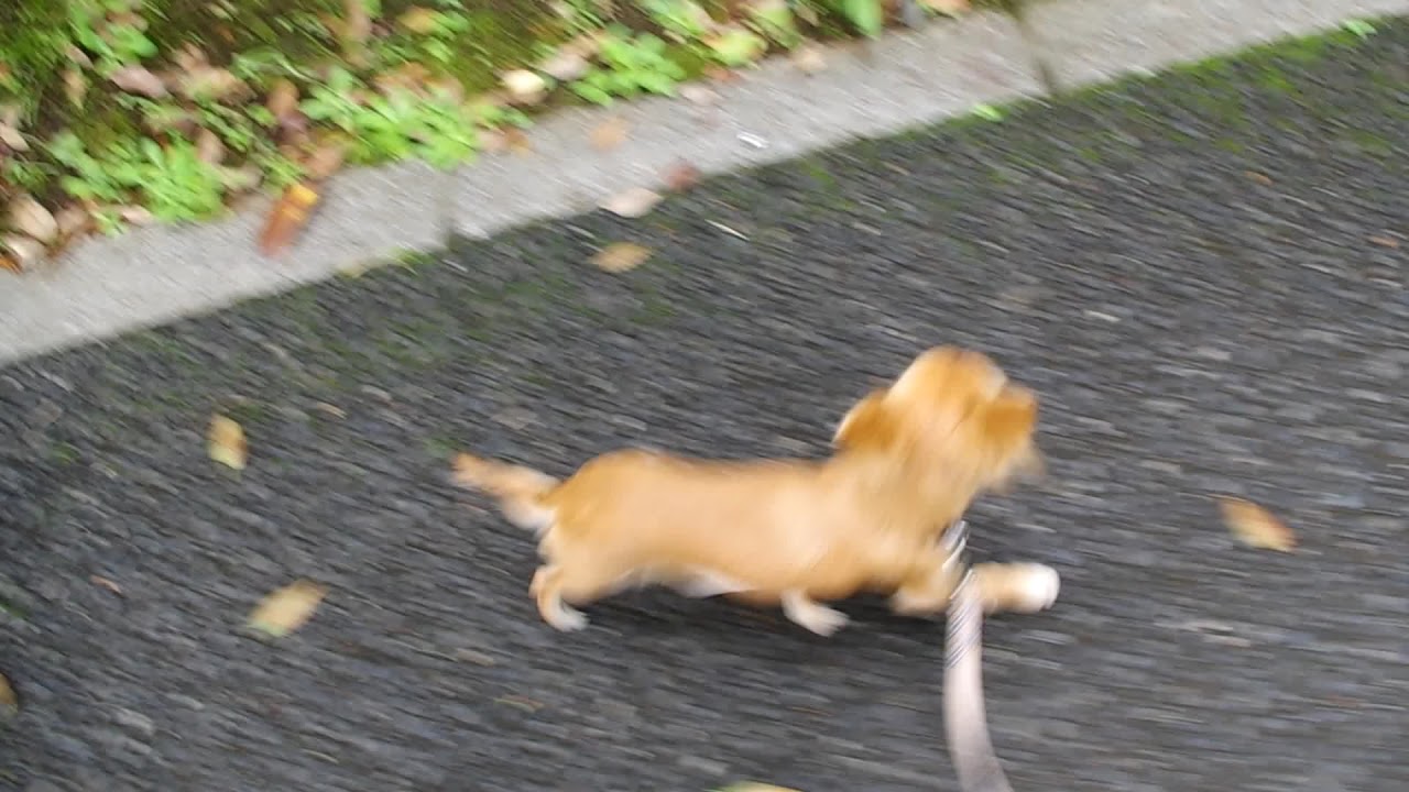 【子犬のしつけ教室】花ちゃんのお散歩トレーニング YouTube