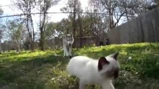 Котенок убегает от собаки Котенок убегает от собаки