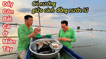 Độc Lạ "CÁ NƯỚNG DƯỚI NƯỚC" Nước Rút 3 Chú Cháu Đẩy Côn Bắt Rất Nhiều Cá • Fish| Bông Lúa Đồng Tháp