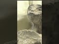 На Заседании Конгресса Показали Реальных Инопланетян