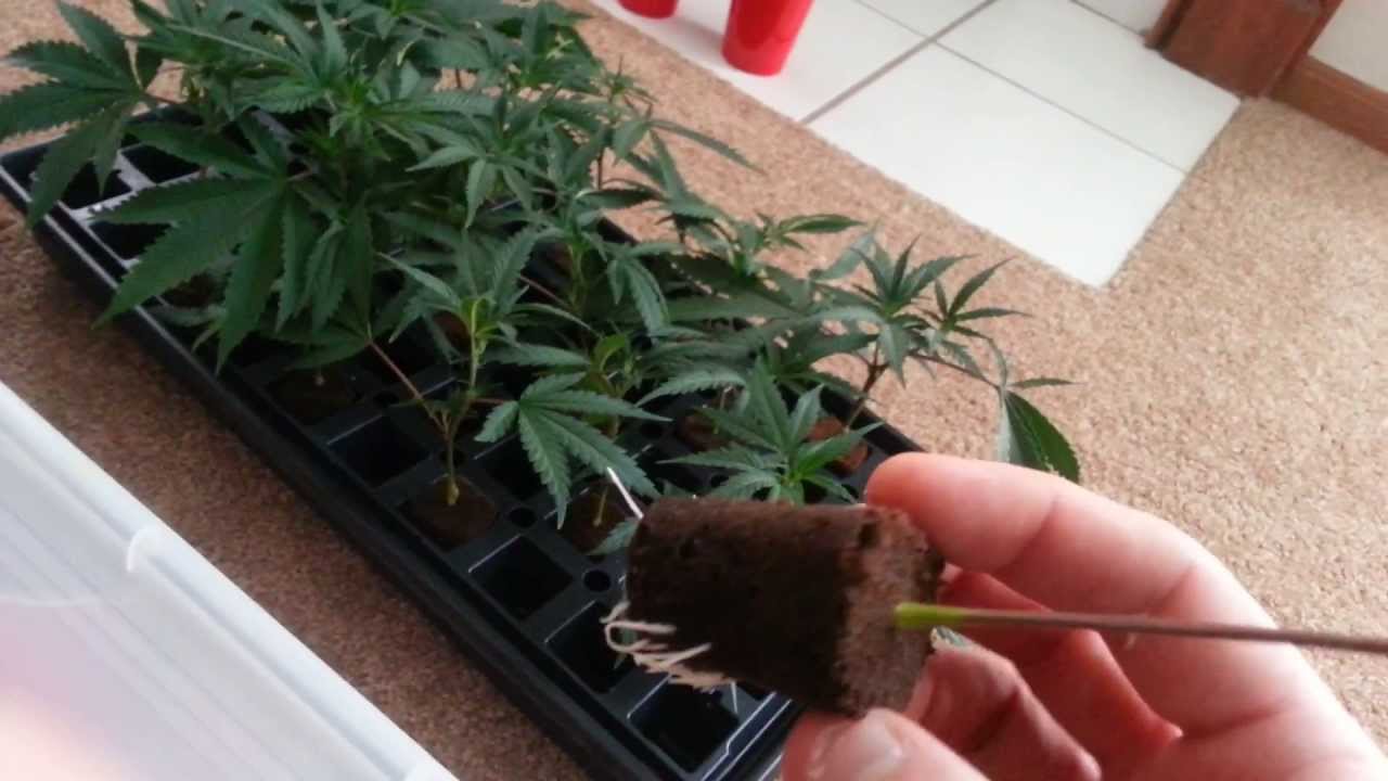 Transplanting Clones