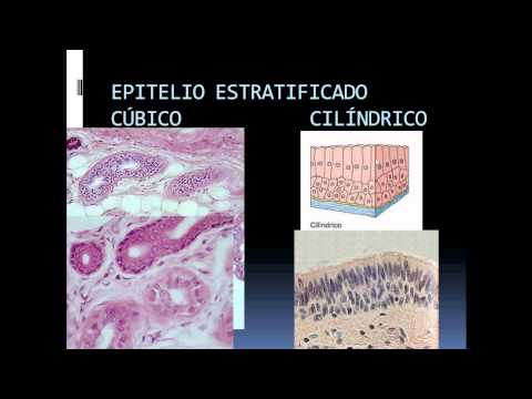 Vídeo: Diferencia Entre Epitelio Simple Y Compuesto