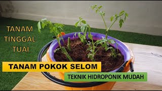 CARA TANAM POKOK SELOM HIDROPONIK MUDAH | PERTANIAN BANDAR | KEBUN BANDAR |