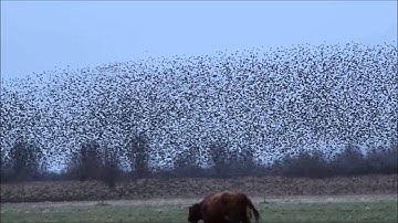 Spreeuwendans boven het Lauwersmeer