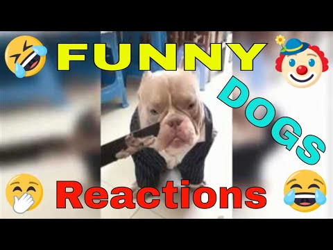 funny-dog-reaction.-owner-prank-2019