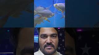 Celebrity fish 🐟 help  support like #please #share Wealth