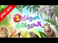 أصوات الحيوانات بدون إيقاع 1 طيور بيبي Toyor Baby 