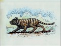 Cryptids and monsters cryptid of the week  queensland tiger the tigerlike yarri from australia