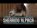 Shearing Alpaca | How To Make Everything: Suit (7/10)