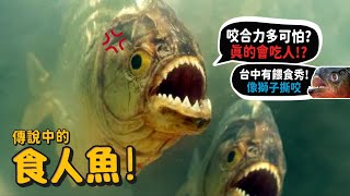 【從零開始養】食人魚! 真的會吃人嗎?遇