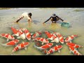 Amazing Catch Koi Japan Fish & Orenda Gold