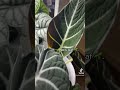 Alocasia Black Velvet Growth. #houseplants #tropicalplants #plants #alocasia #leaf #blackvelvet
