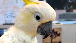Cockatoo is heartbroken after family rejects him