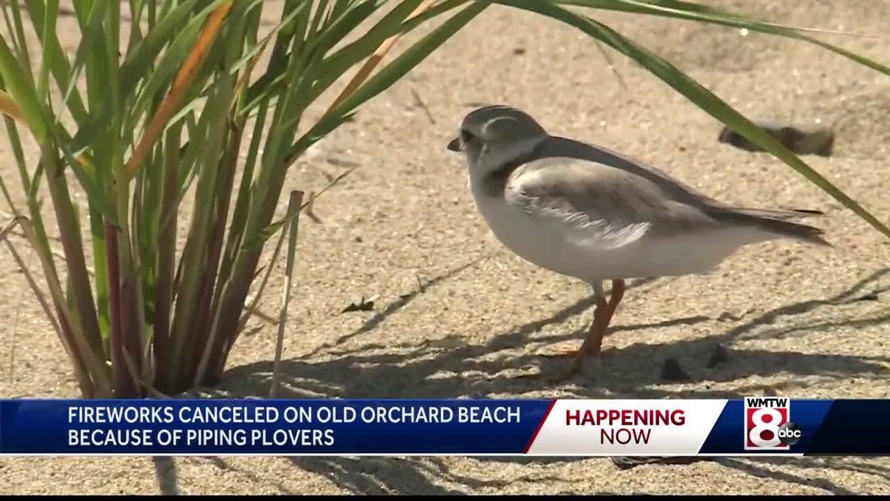 OOB Piping Plover PKG 