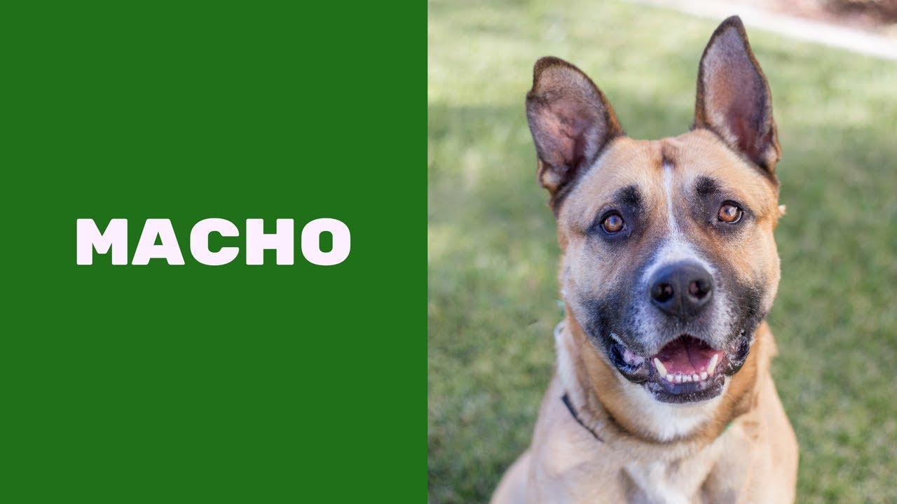 video phone beyonce mp3 Macho is a great catch!