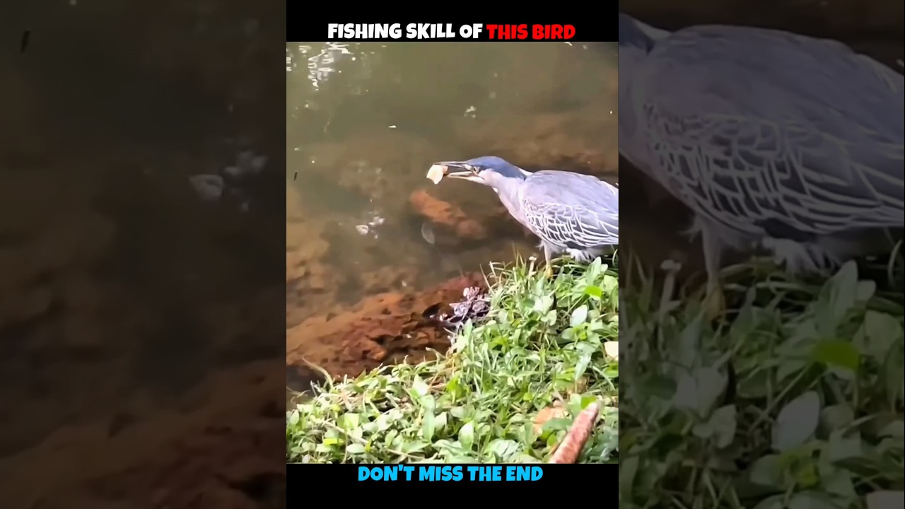 Bird's Smart Fishing 