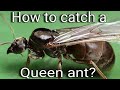 Tips on catching queen ants in india