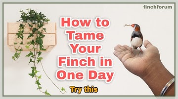 How to tame your zebra finch in one day(4-5h). Charlie  the tamed zebra finch Hand tamed zebra finch
