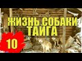 НА КРАЙНЕМ СЕВЕРЕ  ТАЕЖНЫЙ ТУПИК ЭКСПЕДИЦИЯ ЖИЗНЬ СОБАКИ В ГЛУХОЙ ТАЙГЕ ГЕОЛОГ БРОСИЛ СОБАКУ 10