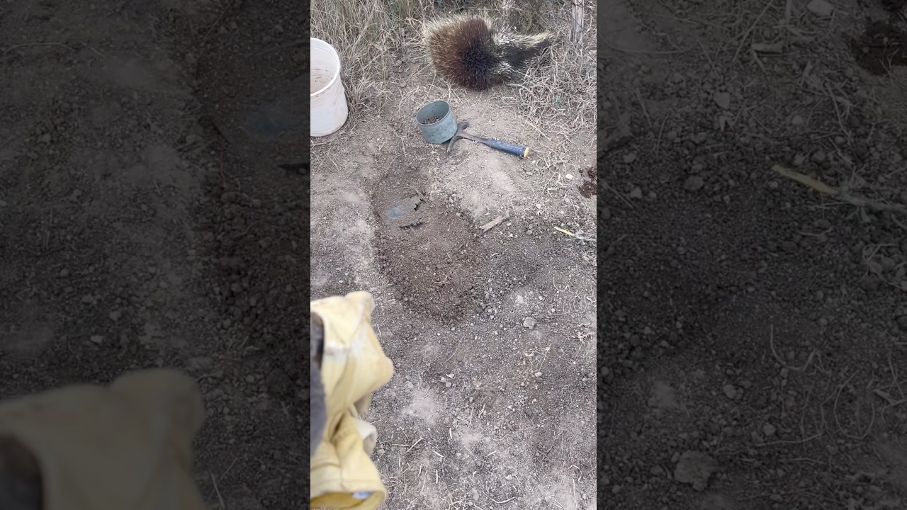 Porcupine  flat set. 