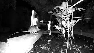 Auto Reset Rodent Killing Machine, A24 Rat Mouse Trap