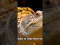 Turtle facts #animals #facts #turtle #seaturtles